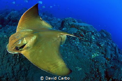 Eagle Ray by David Carbo 